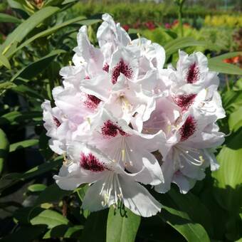 Różanecznik 'Rhododendron' Calsap