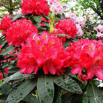 Różanecznik 'Rhododendron' Dotella