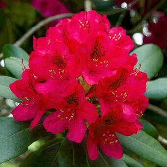 Różanecznik 'Rhododendron' Czerwony