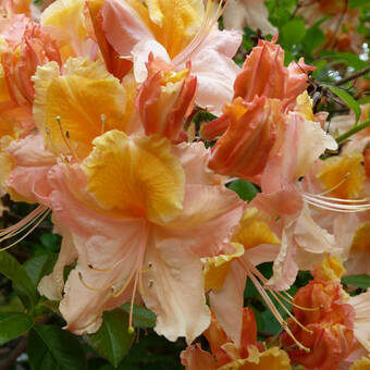 Różanecznik 'Rhododendron' Pomarańczowy