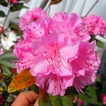 Różanecznik 'Rhododendron' Różowy
