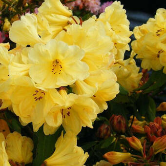 Różanecznik 'Rhododendron' Żółty
