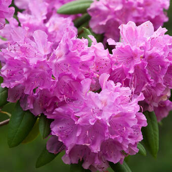 Różanecznik 'Rhododendron' Biskupi