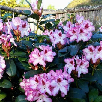 Różanecznik 'Rhododendron' Hachmann's Charmant