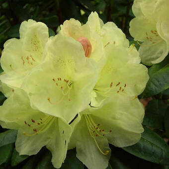 Różanecznik 'Rhododendron' Golden Wonder