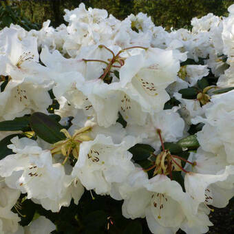 Różanecznik 'Rhododendron' Gartendirektor Riger