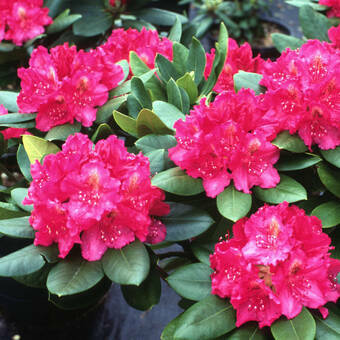 Różanecznik 'Rhododendron' Nowa Zembla