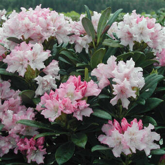 Różanecznik 'Rhododendron' Pohjola's Daughter
