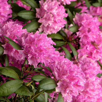 Różanecznik 'Rhododendron' Roseum Elegans