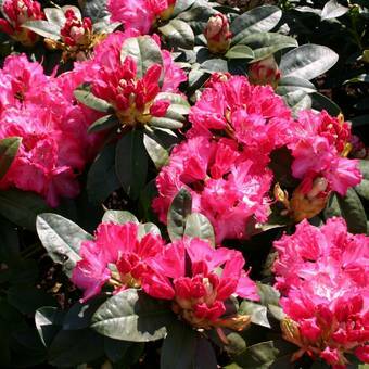 Różanecznik 'Rhododendron' Sternzauber