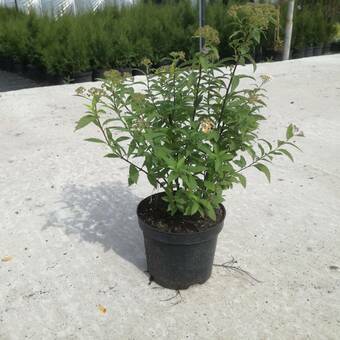 Tawuła 'Spiraea'  