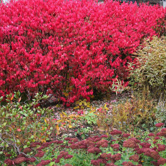 Trzmielina Oskrzydlona 'Euonymus alatus' Fire Ball