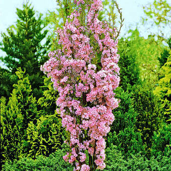 Wiśnia Japońska 'Prunus serrulata ' Amonagawa