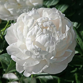 Piwonia 'Paeonia' Biała