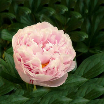 Piwonia 'Paeonia' Łososiowa