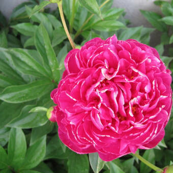 Piwonia 'Paeonia' Różowa