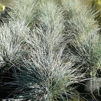 Kostrzewa Sina Festuca Glauca