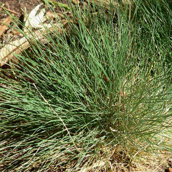 Kostrzewa Festuca  Amethystina