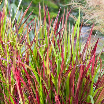 Imperata Cylindryczna Red Baron