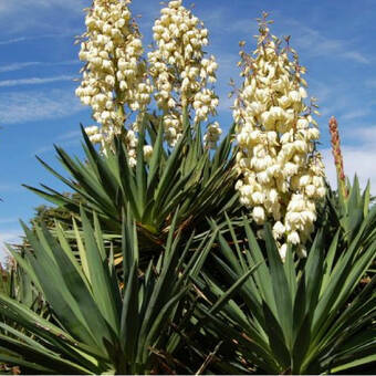 Juka Ogrodowa 'Yucca'Koralińska