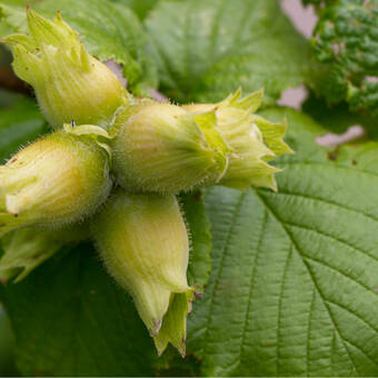 Orzech laskowy 'Corylus avellana' Cosford z pęda