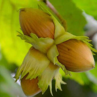 Orzech laskowy 'Corylus avellana' Halle z pęda 