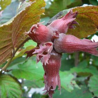 Orzech laskowy 'Corylus avellana' Lamberta z pęda  