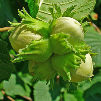 Orzech laskowy 'Corylus avellana'  Syrena z pęda   