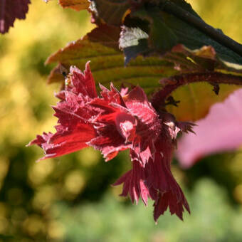 Orzech laskowy 'Corylus avellana'  Warszawski  z pęda    