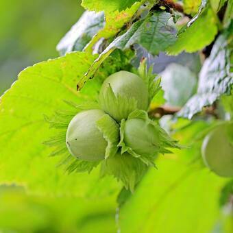 Orzech laskowy 'Corylus avellana'  Webba  z pęda   