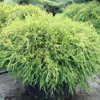 Cyprys 'Cupressus' Sungold / 3Letni