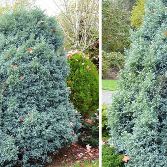 Cyprys 'Cupressus' Curly Tops