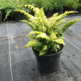 Cyprys 'Cupressus' Fairsplay Gold / 3Letni  