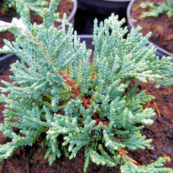 Jałowiec 'Juniperus' Acblue /2Letni