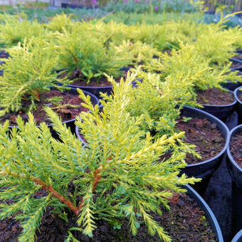 Jałowiec 'Juniperus' Golden Joy /2Letni   