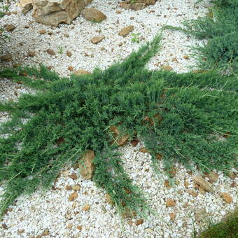 Jałowiec 'Juniperus' Glacier /2Letni    