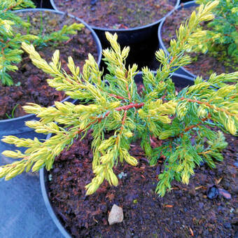 Jałowiec 'Juniperus' Golden Schatz /2Letni    
