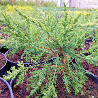 Jałowiec 'Juniperus' Mint Jump /2Letni 