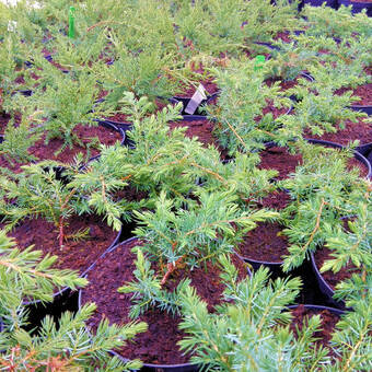Jałowiec 'Juniperus' Schlager /2Letni 