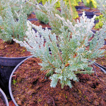 Jałowiec 'Juniperus' Blue Chip /2Letni  