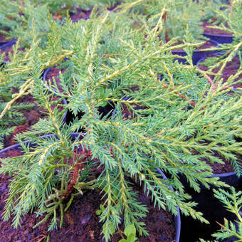 Jałowiec 'Juniperus' Old Gold  /2Letni