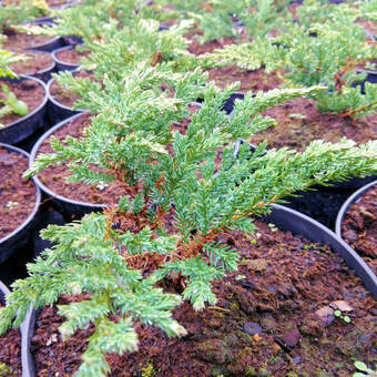 Jałowiec 'Juniperus' Prince of Walles /2Letni