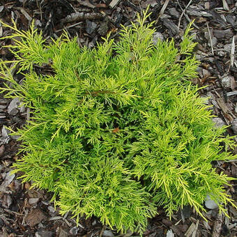 Jałowiec 'Juniperus' Golden Joy /3Letni   