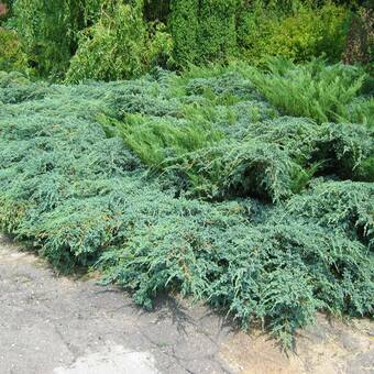 Jałowiec 'Juniperus' Mint Jump /3Letni  