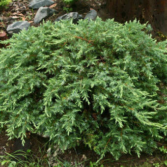 Jałowiec 'Juniperus' Schlager /3Letni  