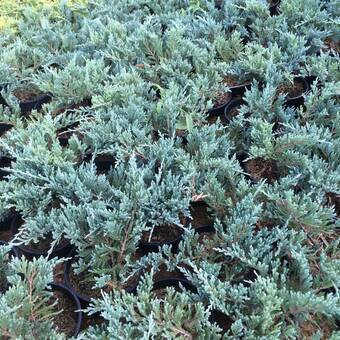 Jałowiec 'Juniperus' Blue Chip /3Letni  
