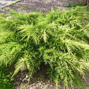 Jałowiec 'Juniperus' Old Gold  /3Letni 