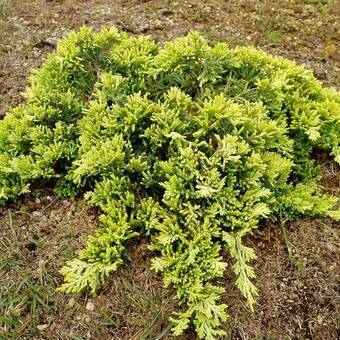Jałowiec 'Juniperus' Golden Carpet  /3Letni 