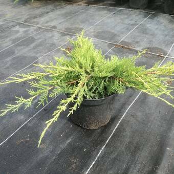 Jałowiec 'Juniperus' Golden Joy