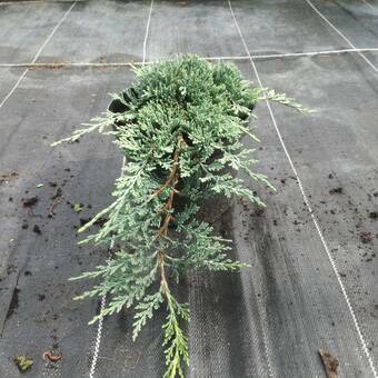 Jałowiec 'Juniperus' Acblue 